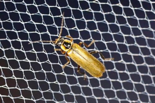 Réf. 322 389 : Cantharis decipiens